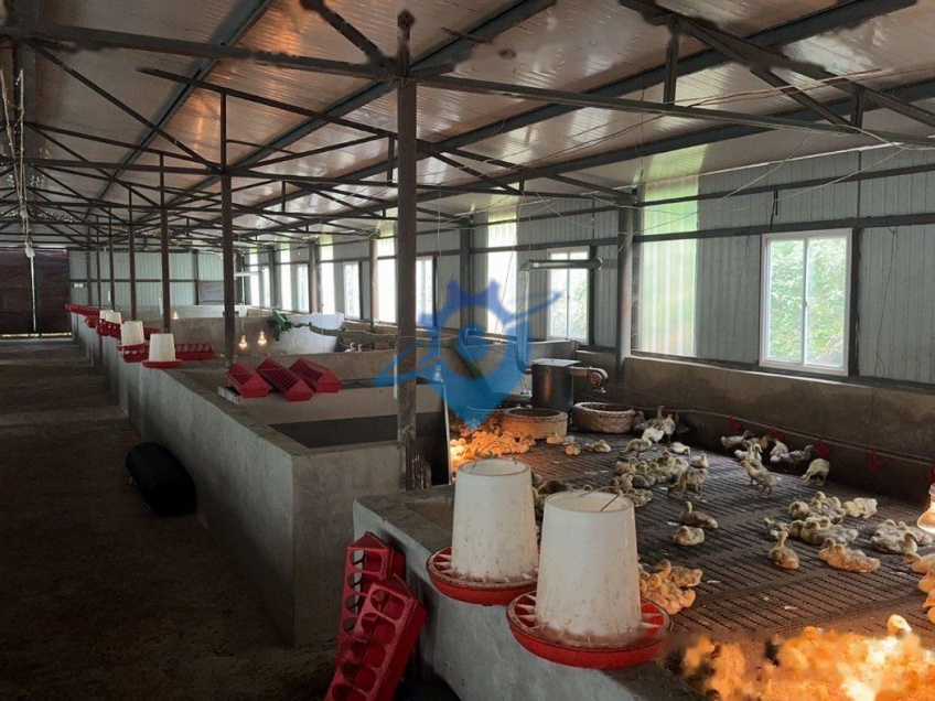 拖卓养殖基地110亩可养殖鸡鹅牛猪